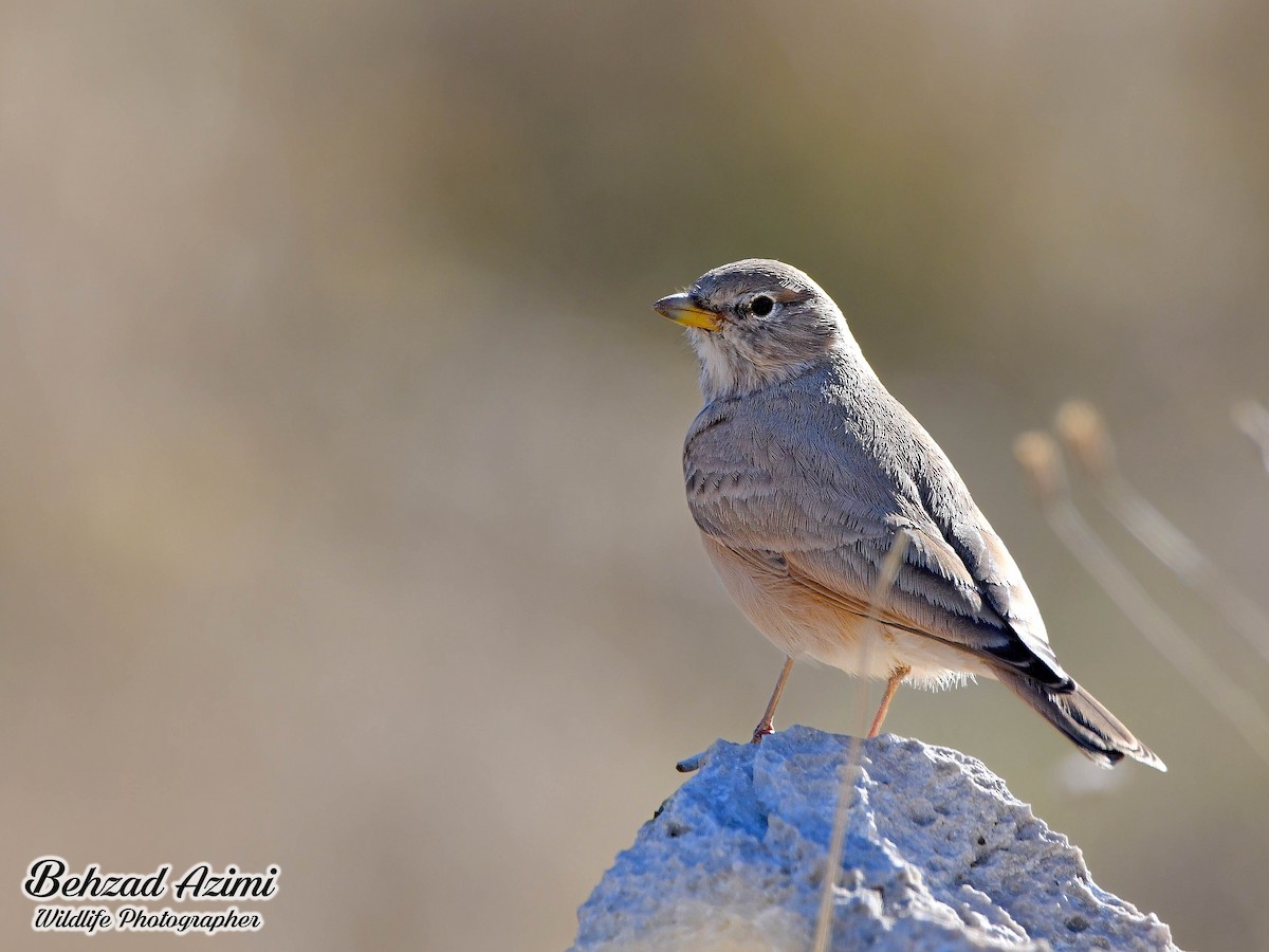 スナヒバリ - ML612971585