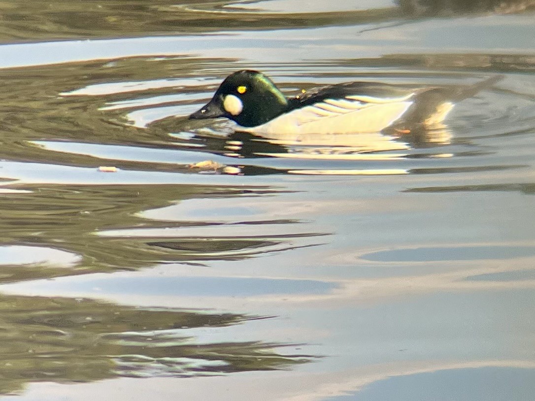 Common Goldeneye - Lyla Arum