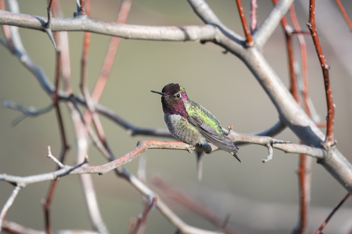 Anna's Hummingbird - ML612971650