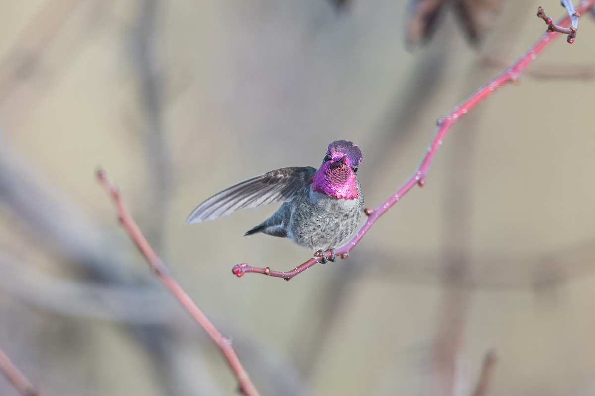 Colibrí de Anna - ML612971661