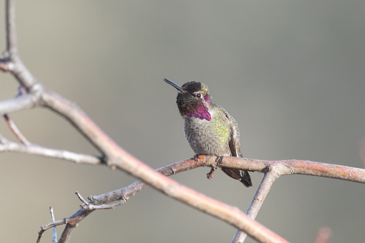 Colibrí de Anna - ML612971664