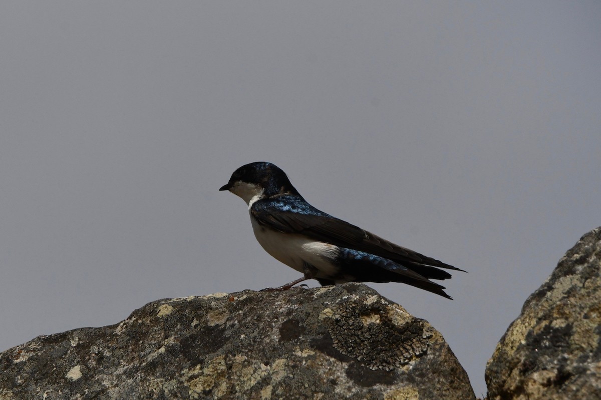 Blue-and-white Swallow - ML612971701