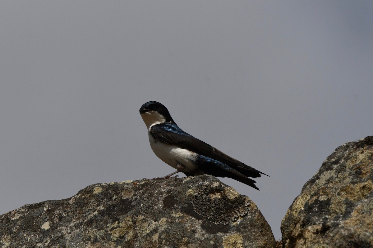 Blue-and-white Swallow - ML612971702