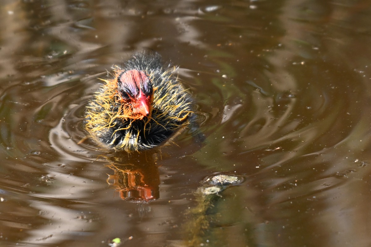 American Coot - ML612971802