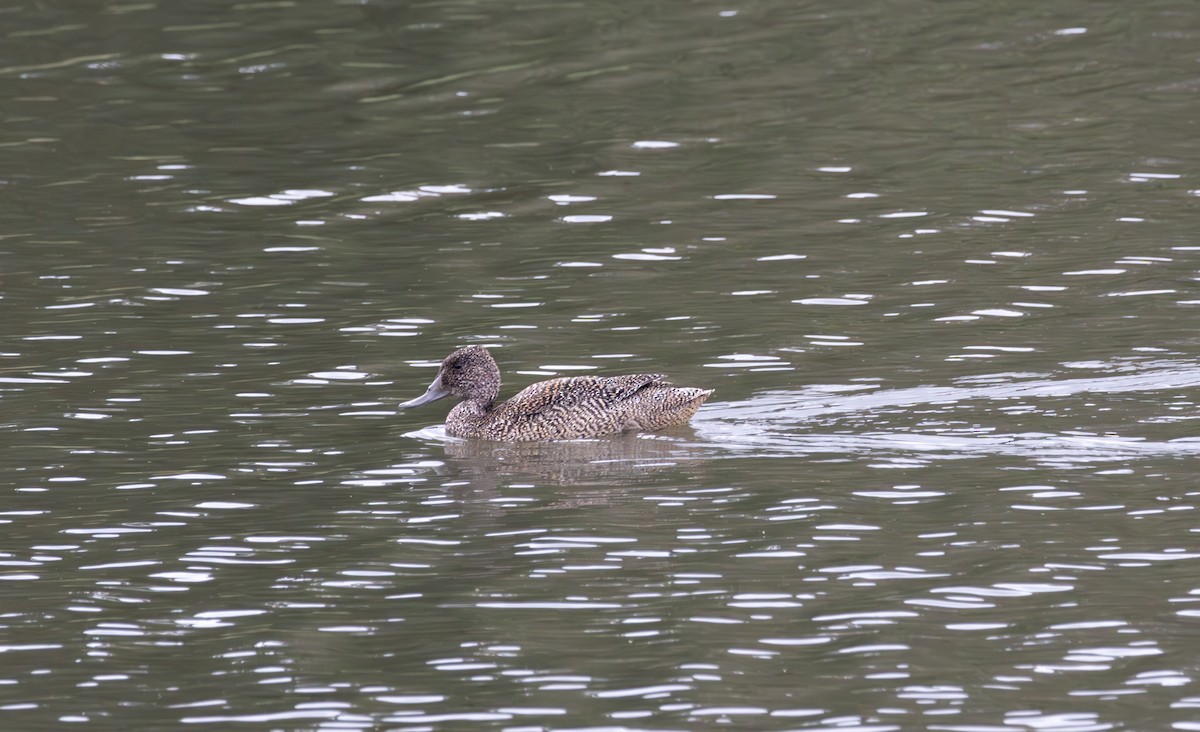 Freckled Duck - ML612971873