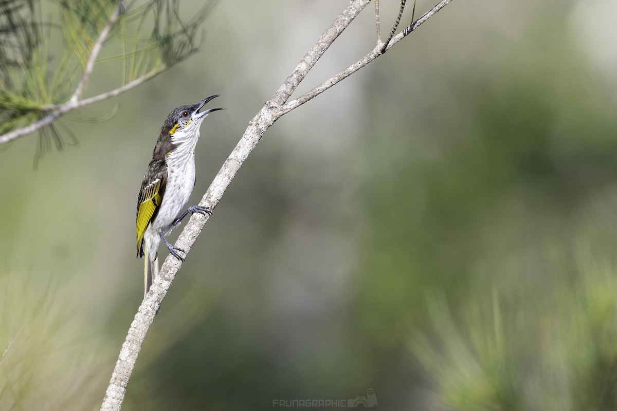 White-streaked Honeyeater - ML612971965