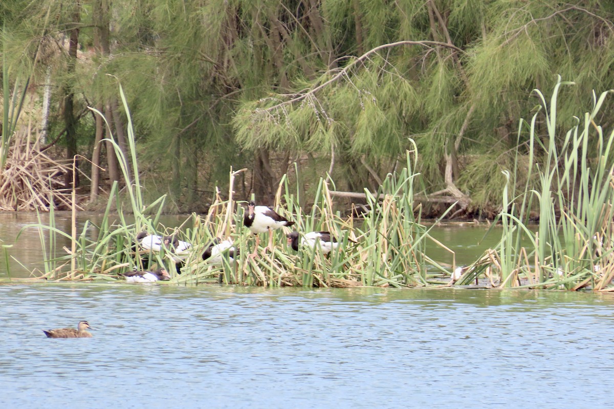 Magpie Goose - ML612971968