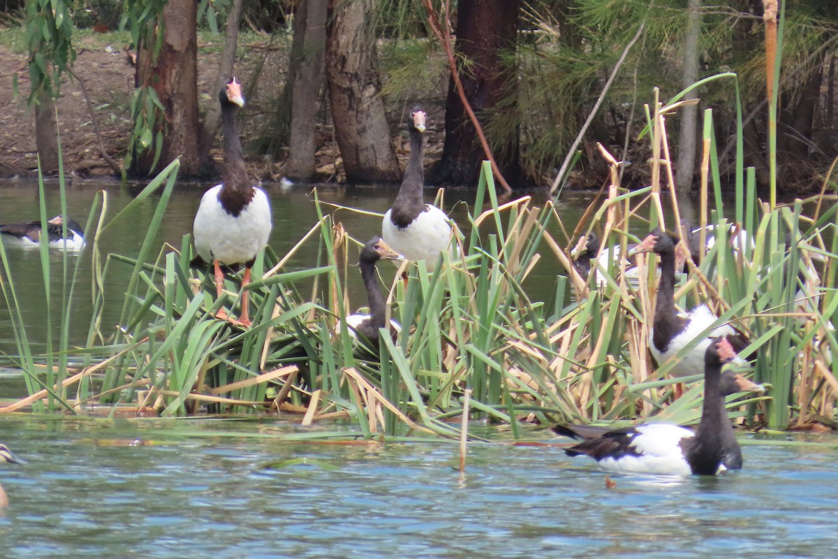 Magpie Goose - ML612971970