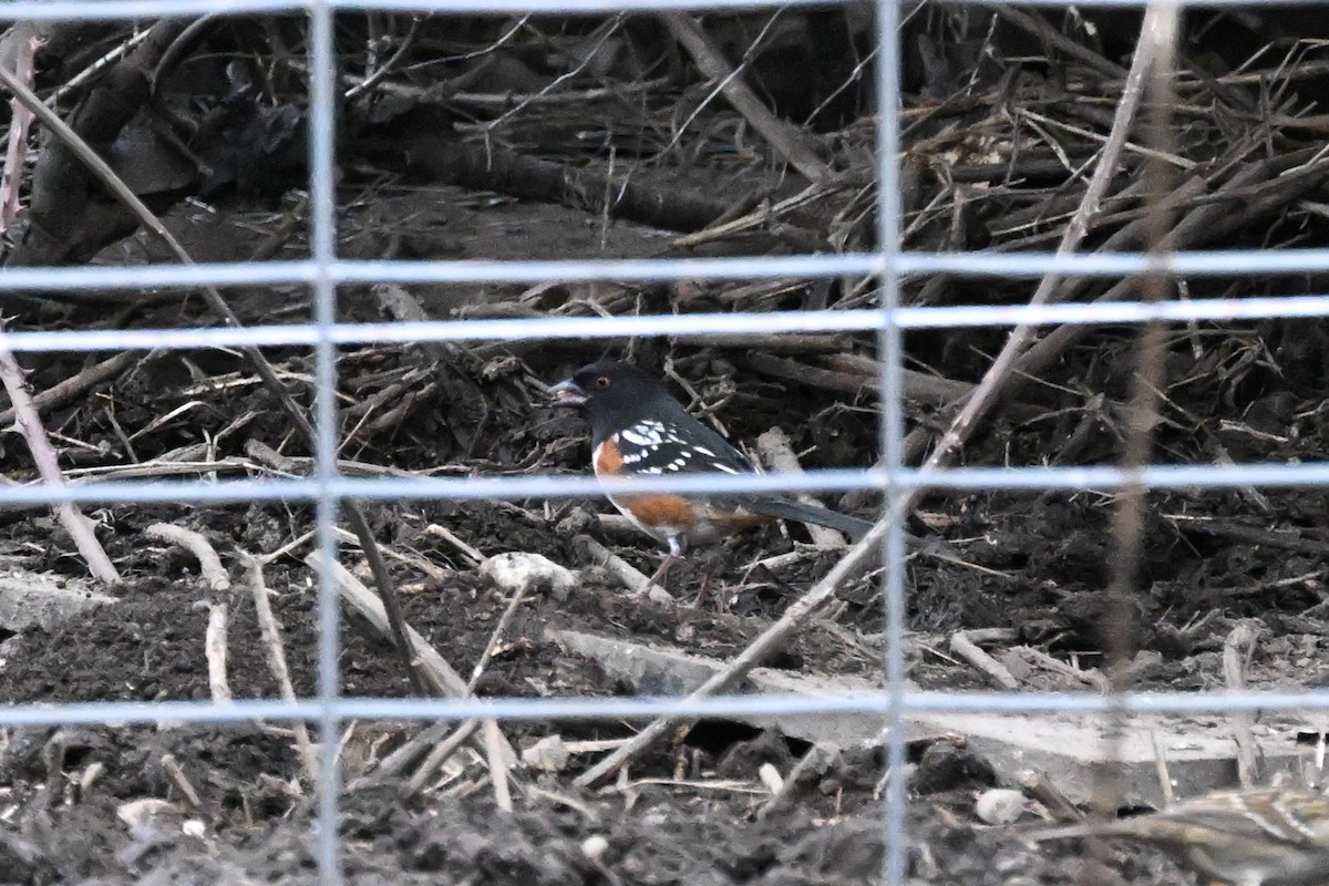 Spotted Towhee (maculatus Group) - ML612971994