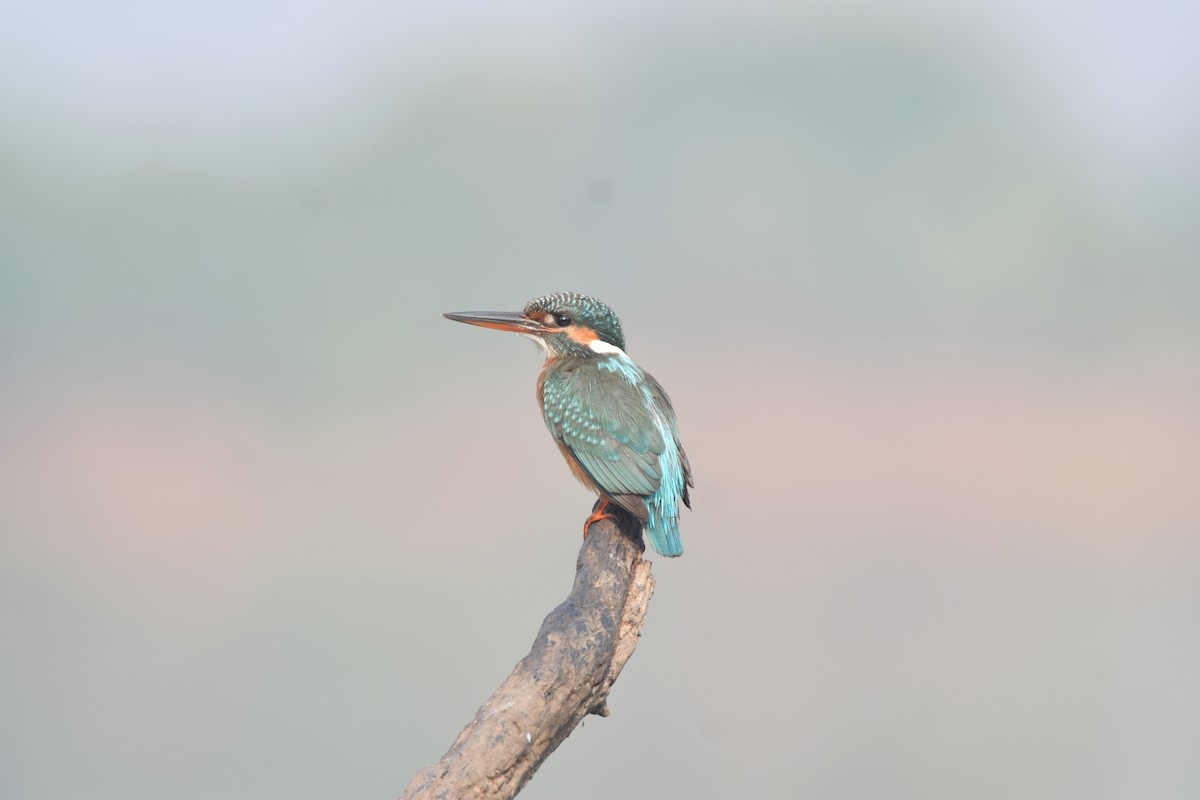 Common Kingfisher - ML612972073