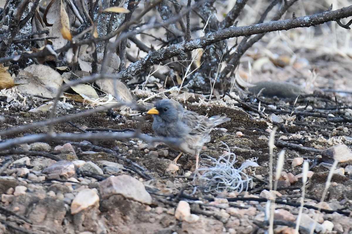 Band-tailed Sierra Finch - Erik Atwell