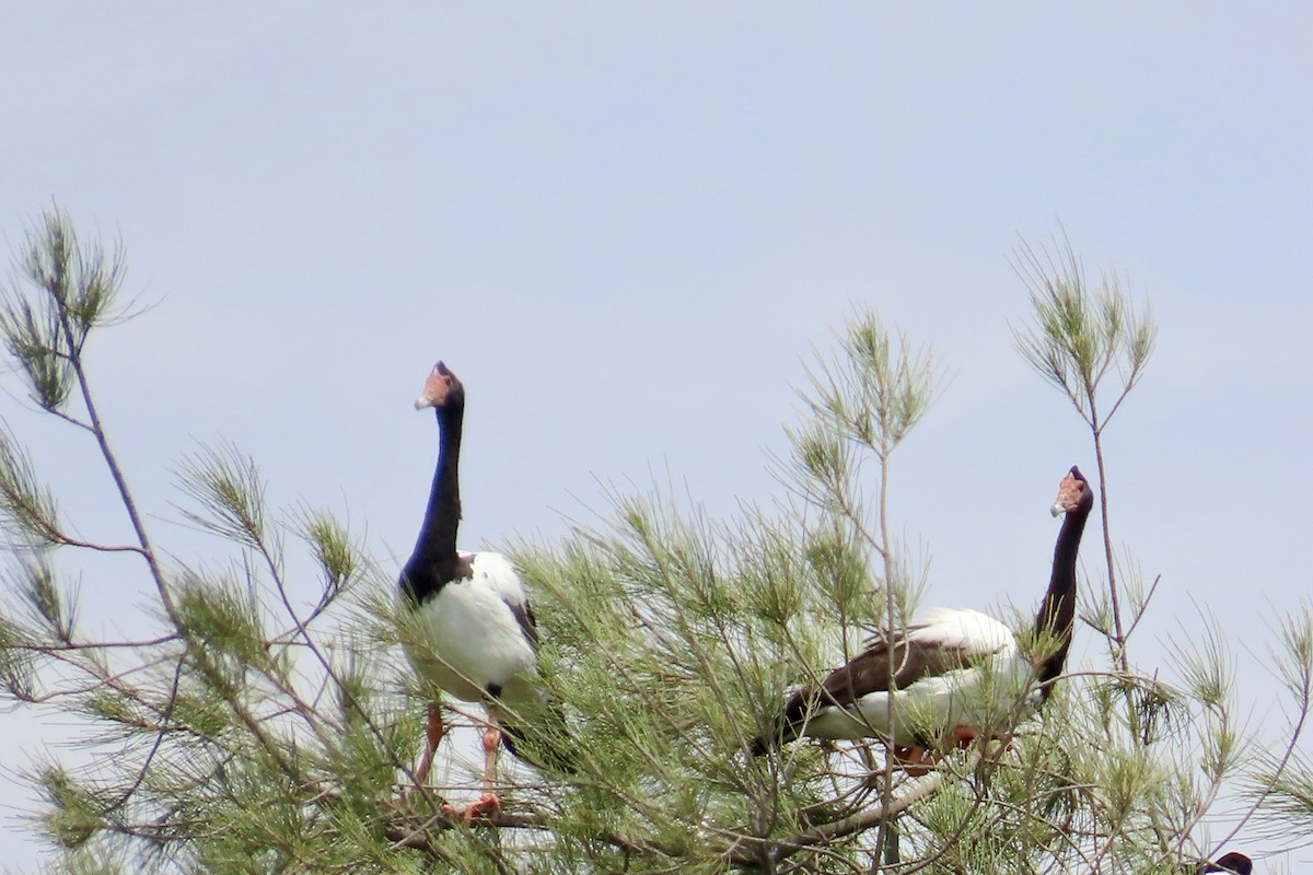 Magpie Goose - ML612972104