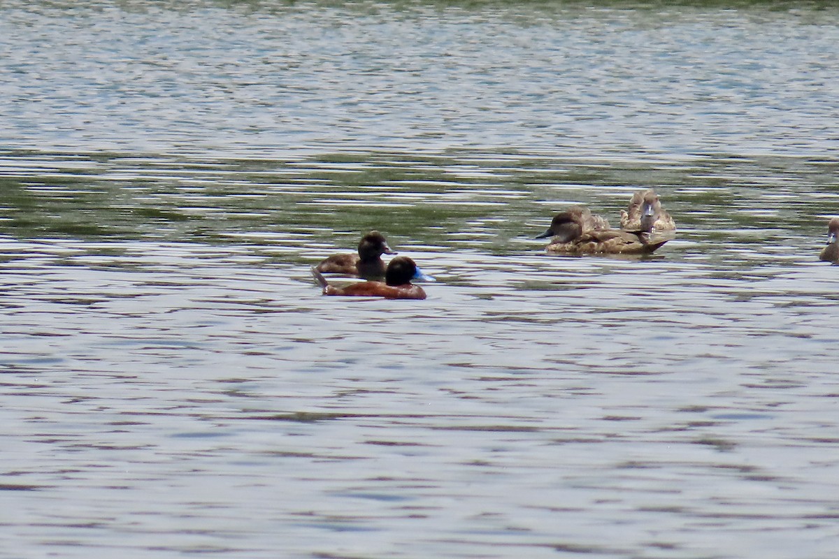 Blue-billed Duck - ML612972136