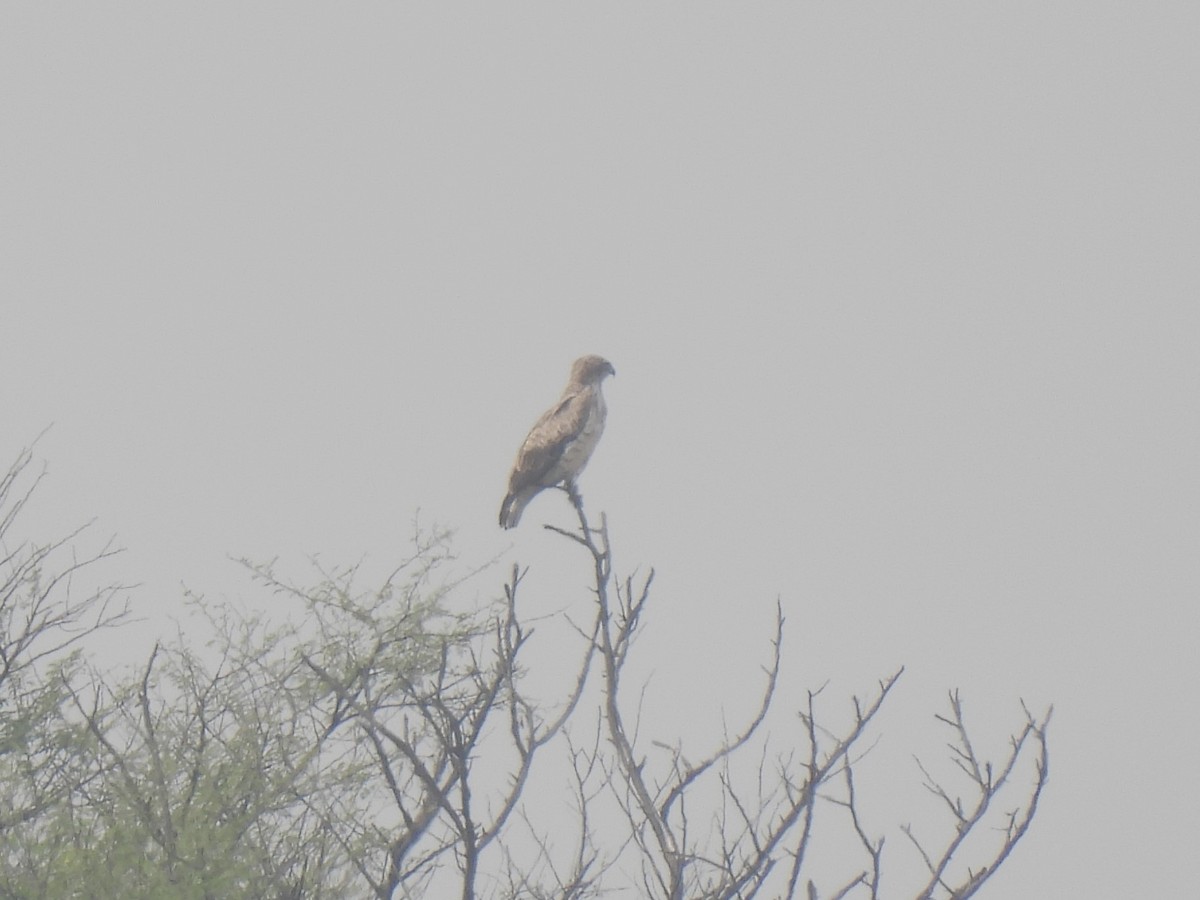 Short-toed Snake-Eagle - ML612972142