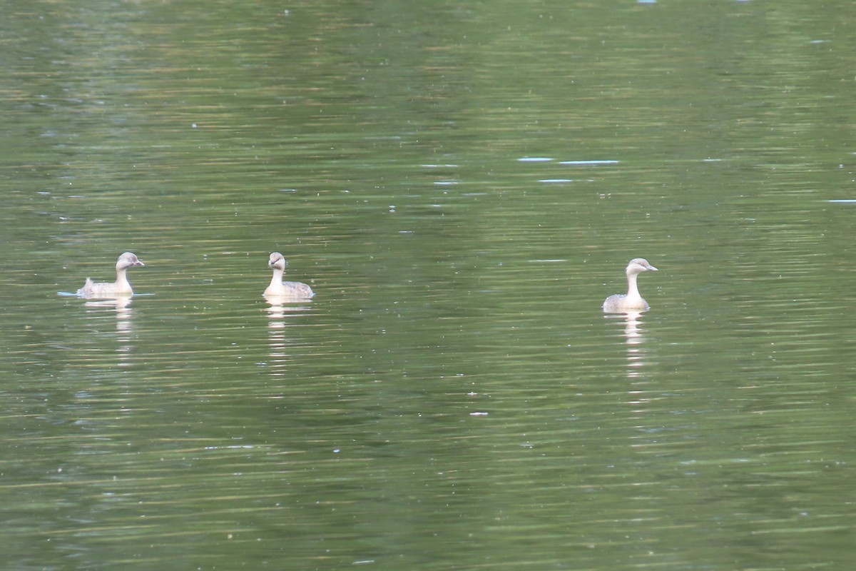 Hoary-headed Grebe - Ian & Gill