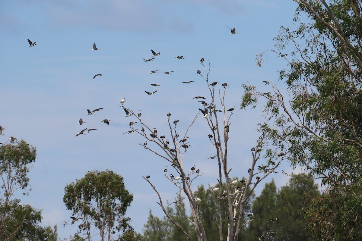 Straw-necked Ibis - Ian & Gill