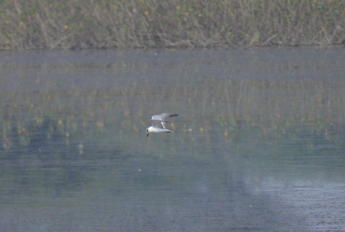 Whiskered Tern - ML612972176