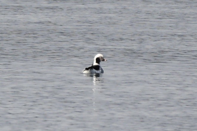 Long-tailed Duck - ML612972207