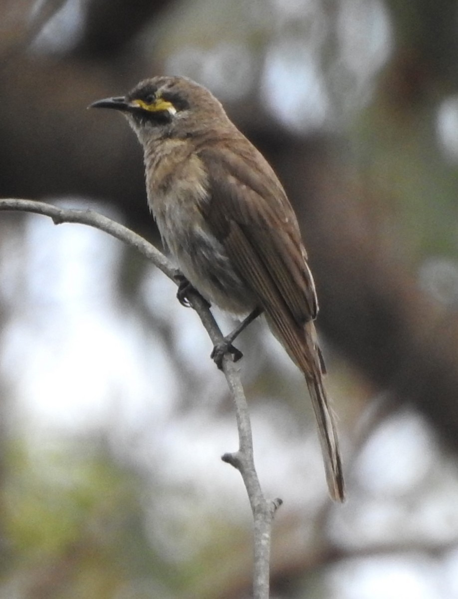 Yellow-faced Honeyeater - ML612972210