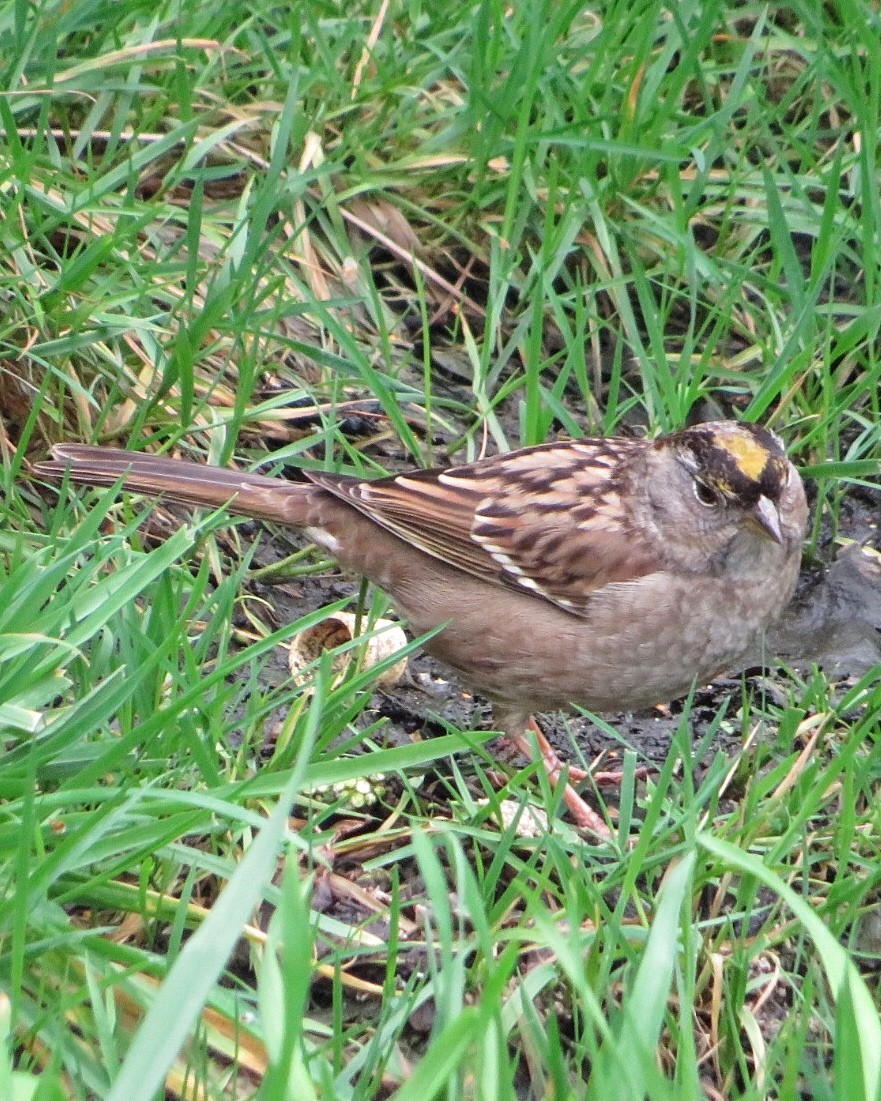 Golden-crowned Sparrow - ML612972235