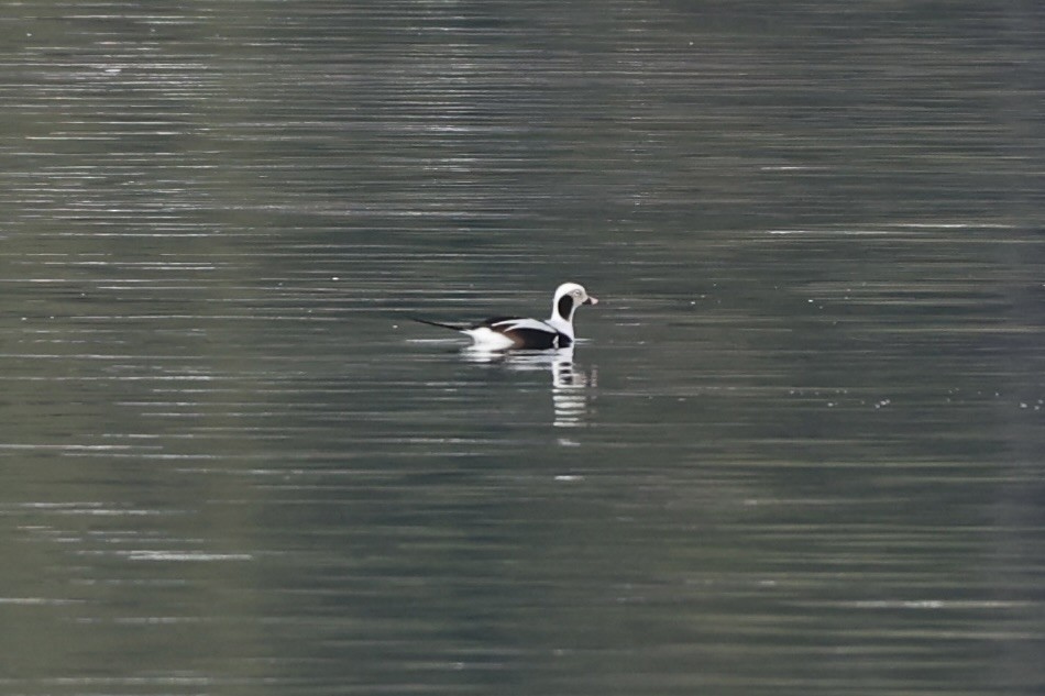 Long-tailed Duck - ML612972244