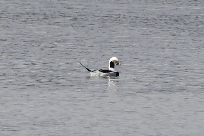 Long-tailed Duck - ML612972258