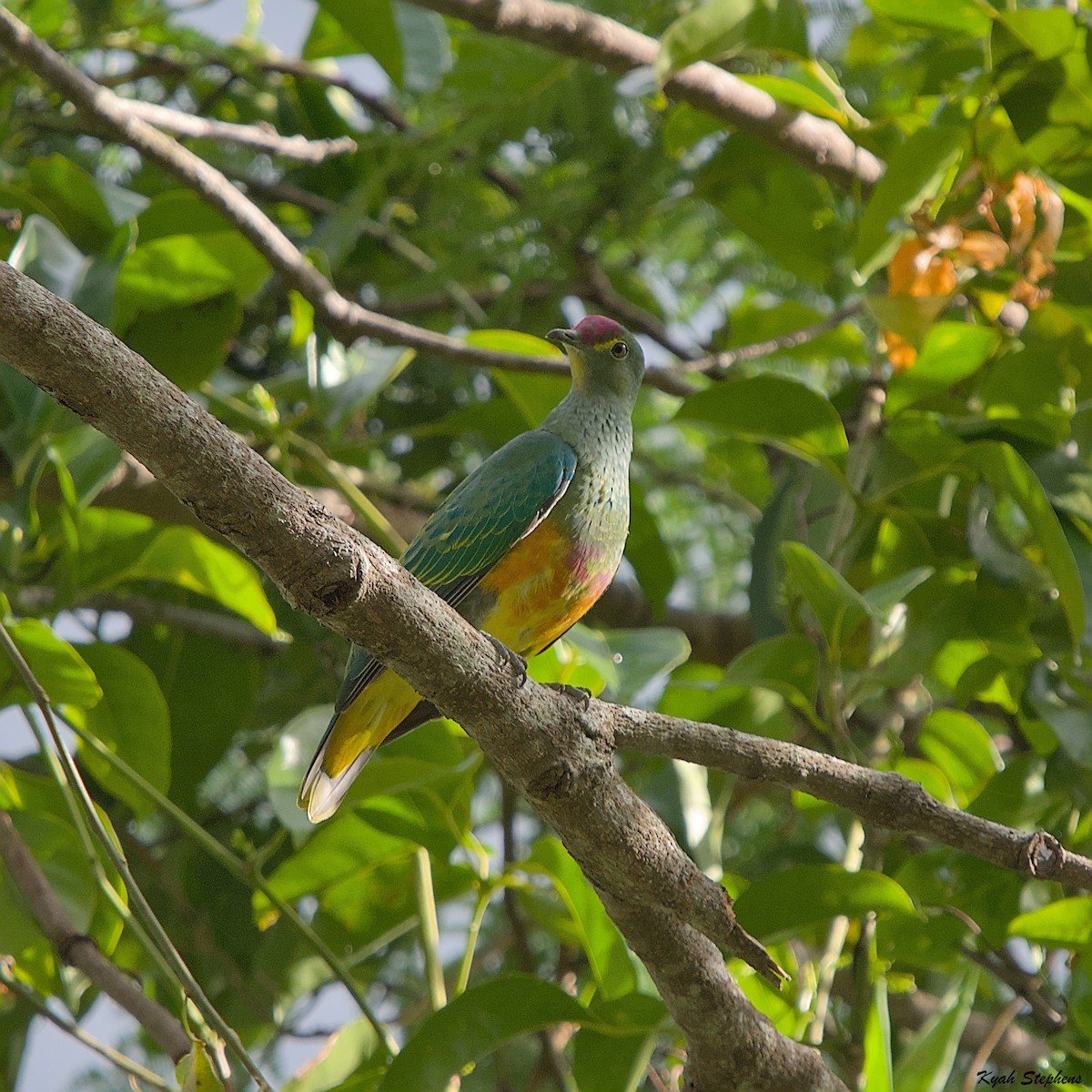 Rose-crowned Fruit-Dove - Kyah Stephens