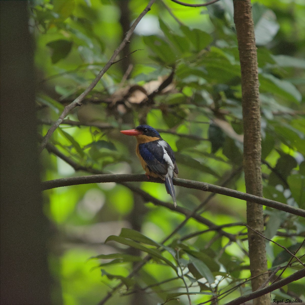 Buff-breasted Paradise-Kingfisher - Kyah Stephens