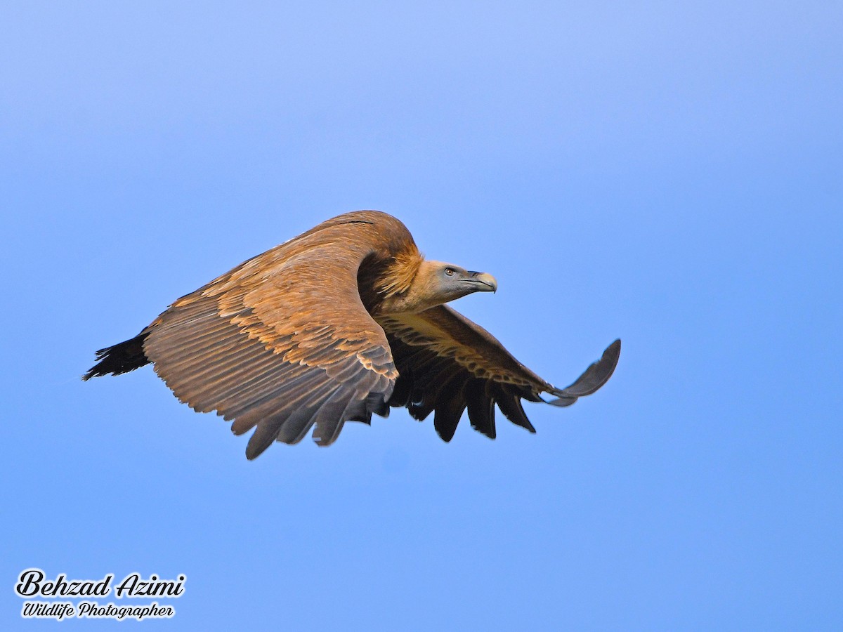 Eurasian Griffon - behzad azimi