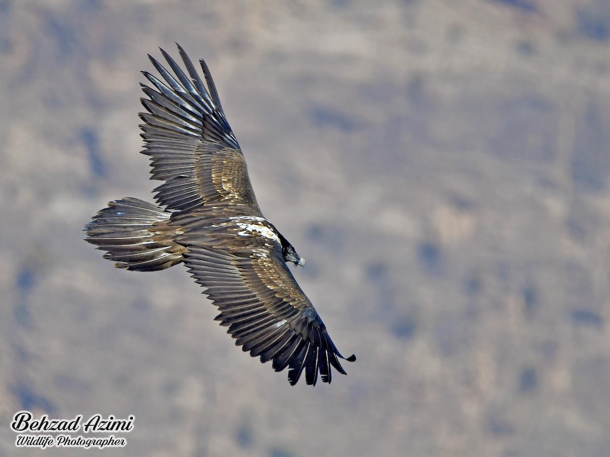 Bearded Vulture - behzad azimi