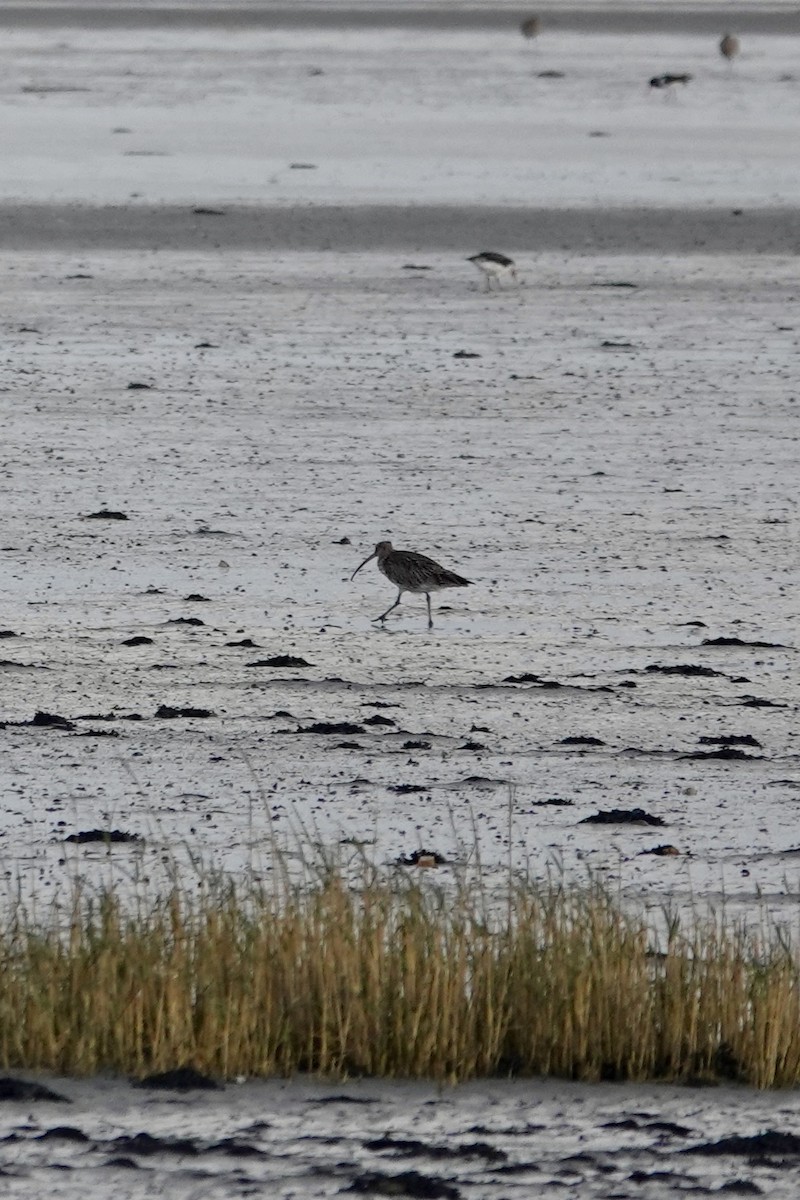 Eurasian Curlew - ML612972345