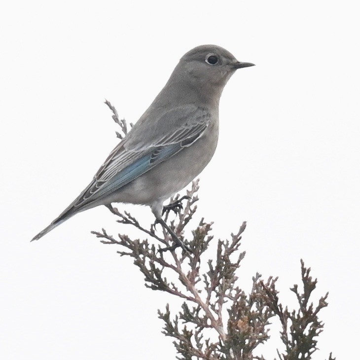 Mountain Bluebird - ML612972353