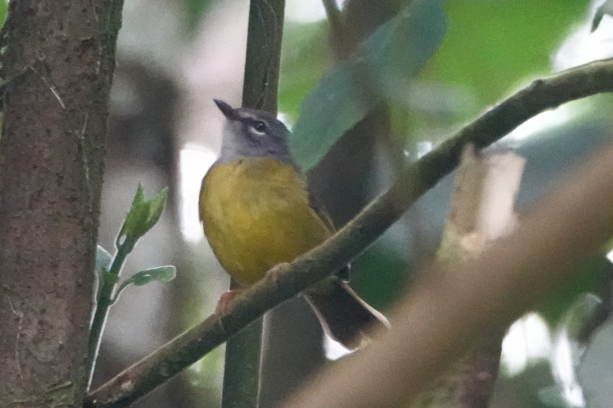 White-lored Warbler - Anonymous User