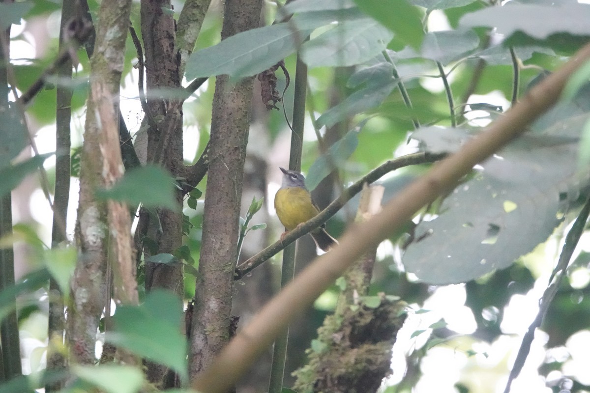 White-lored Warbler - Anonymous User