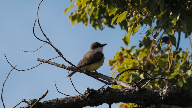 Thick-billed Kingbird - ML612972552