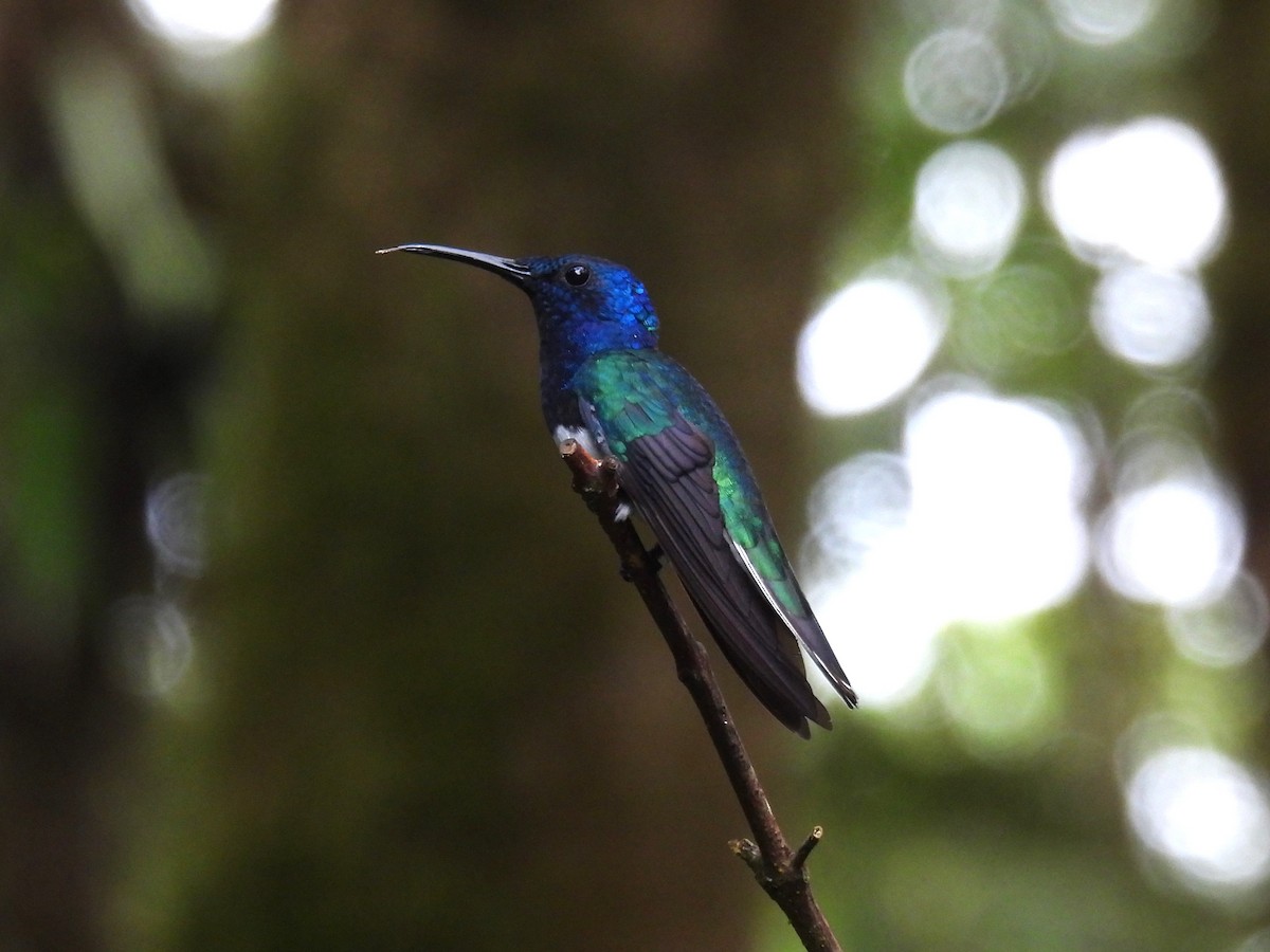 Colibrí Nuquiblanco - ML612972573