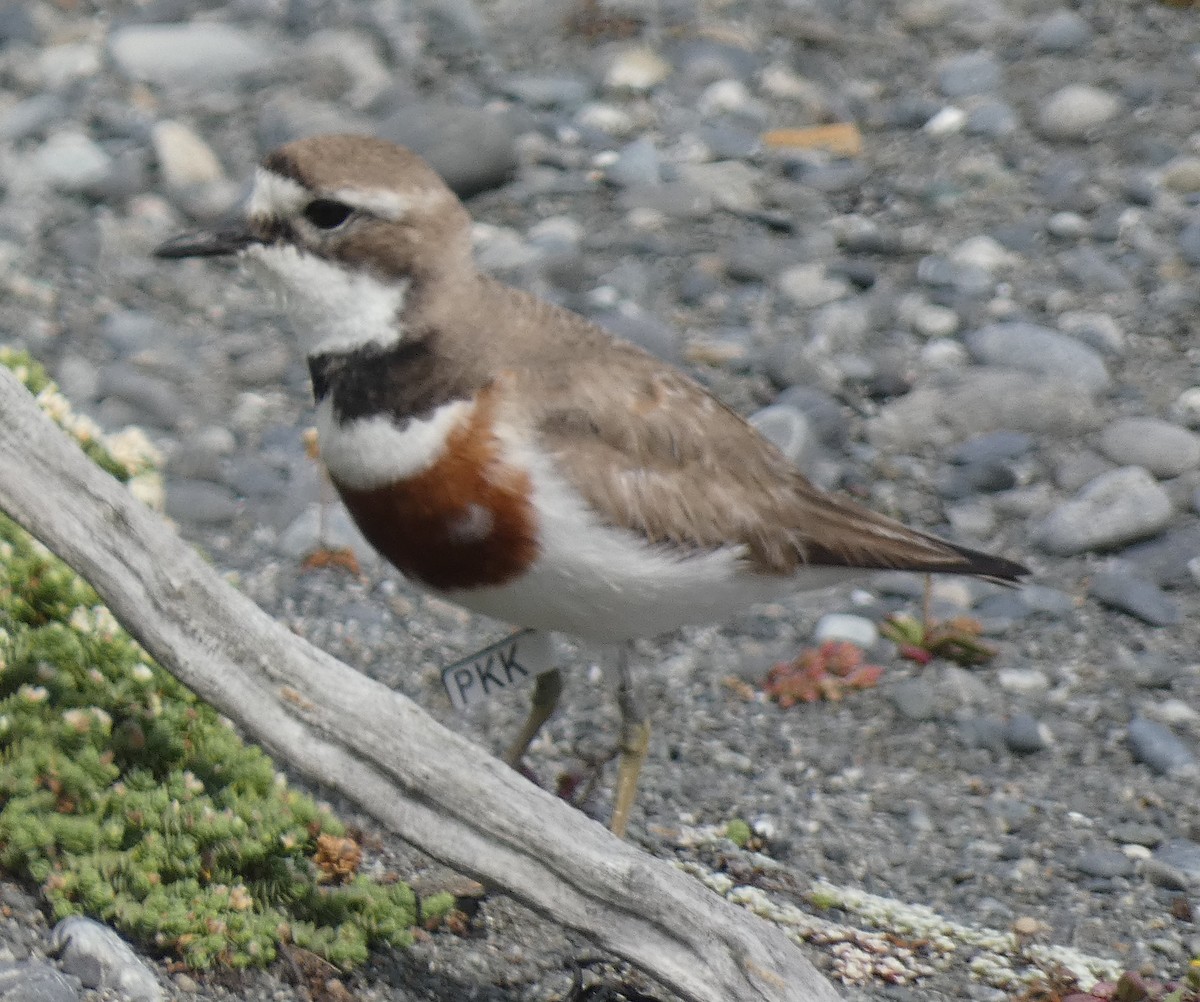 Double-banded Plover - ML612972606