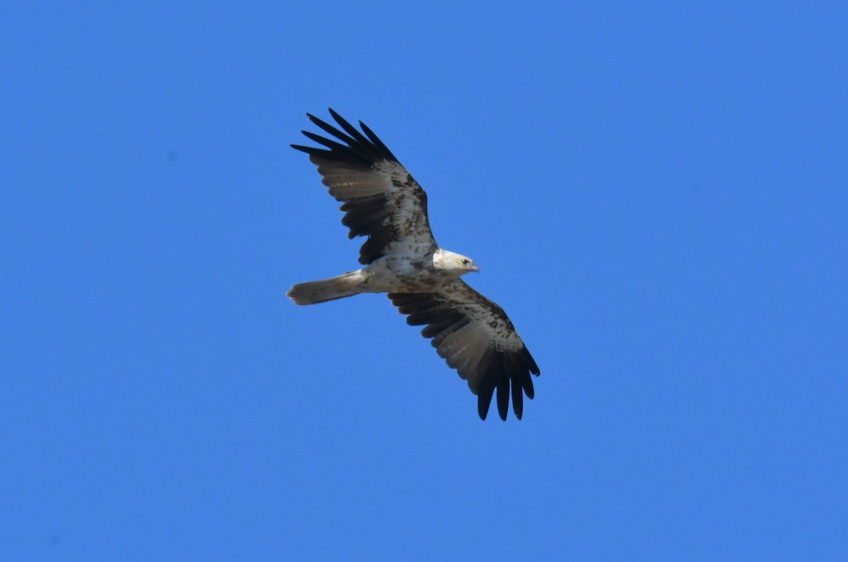 Whistling Kite - ML612972650