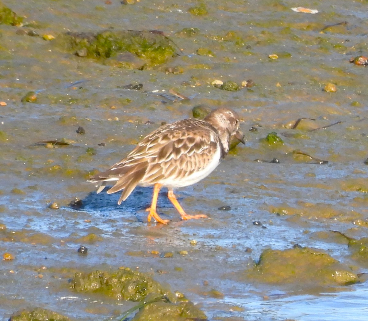 Ruddy Turnstone - ML612972659