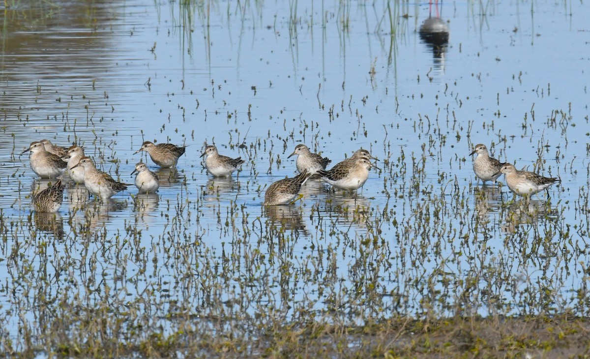 Сүүл элсэг - ML612972661