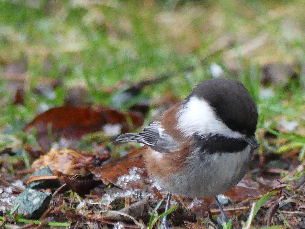 Chestnut-backed Chickadee - Gus van Vliet