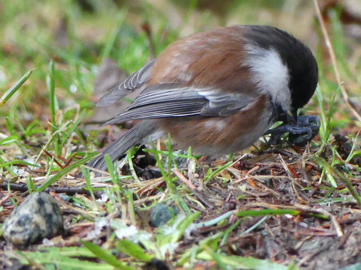 Chestnut-backed Chickadee - Gus van Vliet