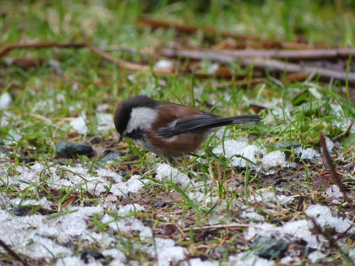 Chestnut-backed Chickadee - Gus van Vliet