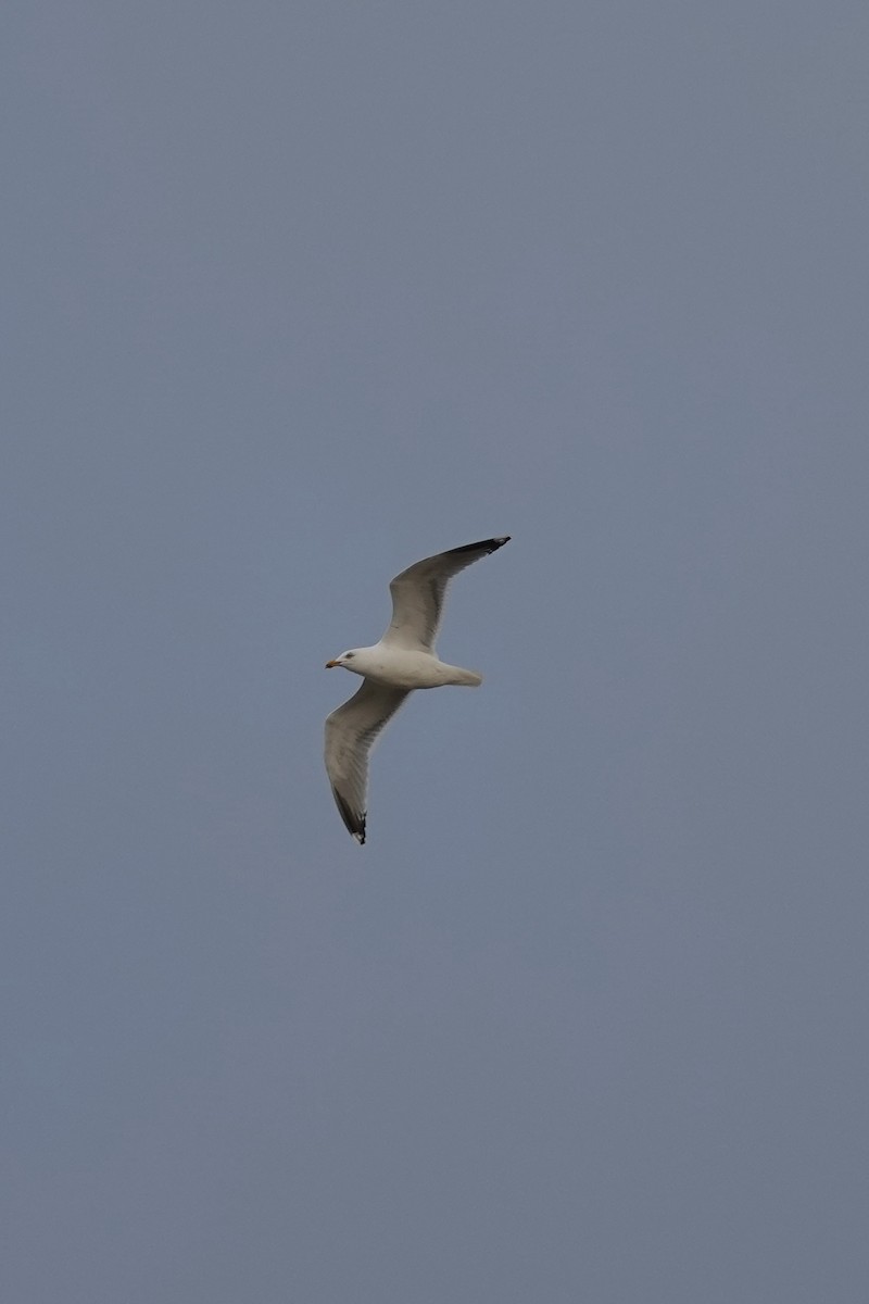 Mouette rieuse - ML612972829