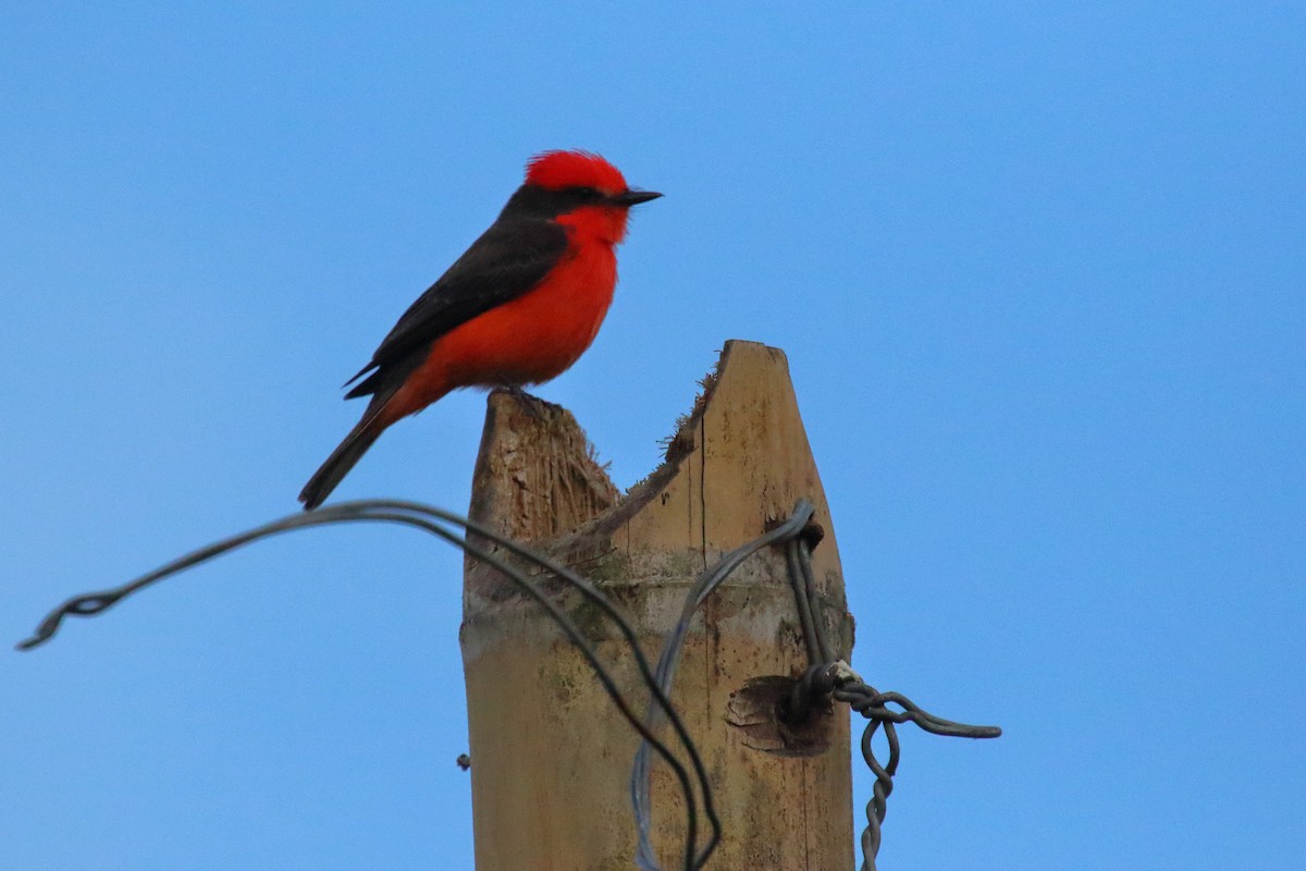 Vermilion Flycatcher - ML612972852