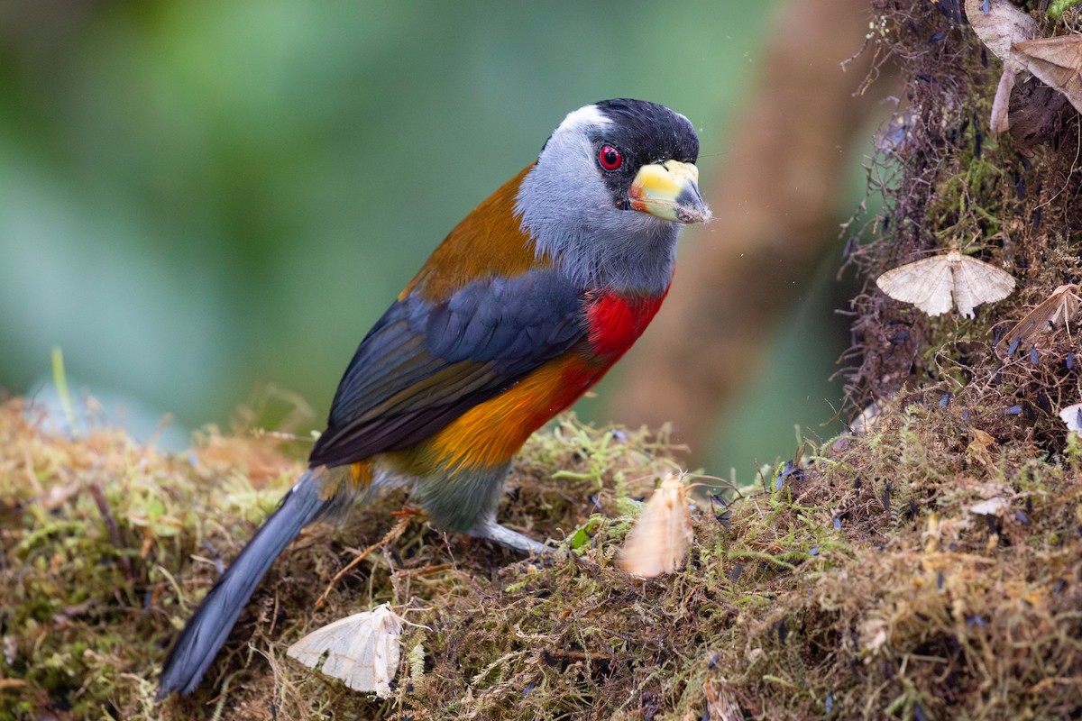 Toucan Barbet - Xiaoni Xu