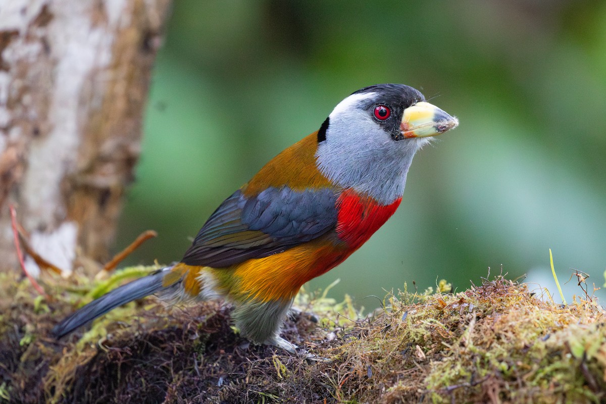 Toucan Barbet - Xiaoni Xu