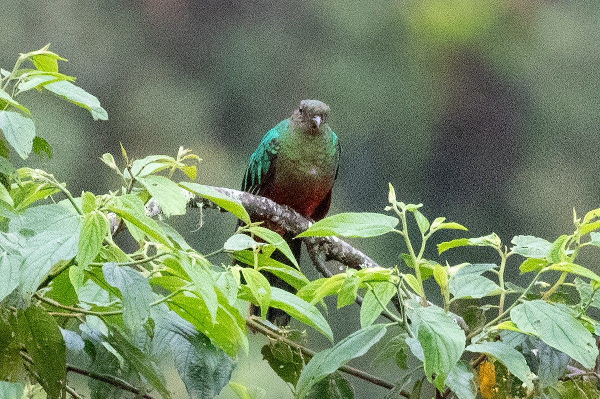 Golden-headed Quetzal - ML612972900