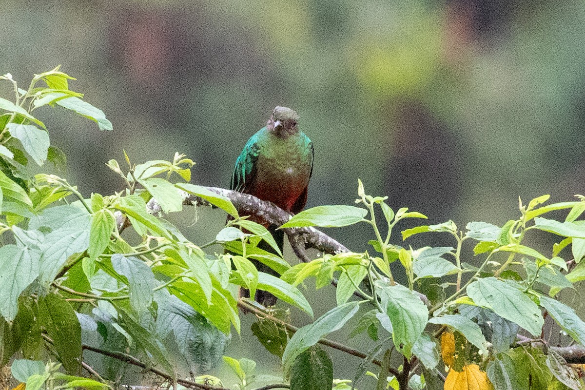 Golden-headed Quetzal - ML612972901