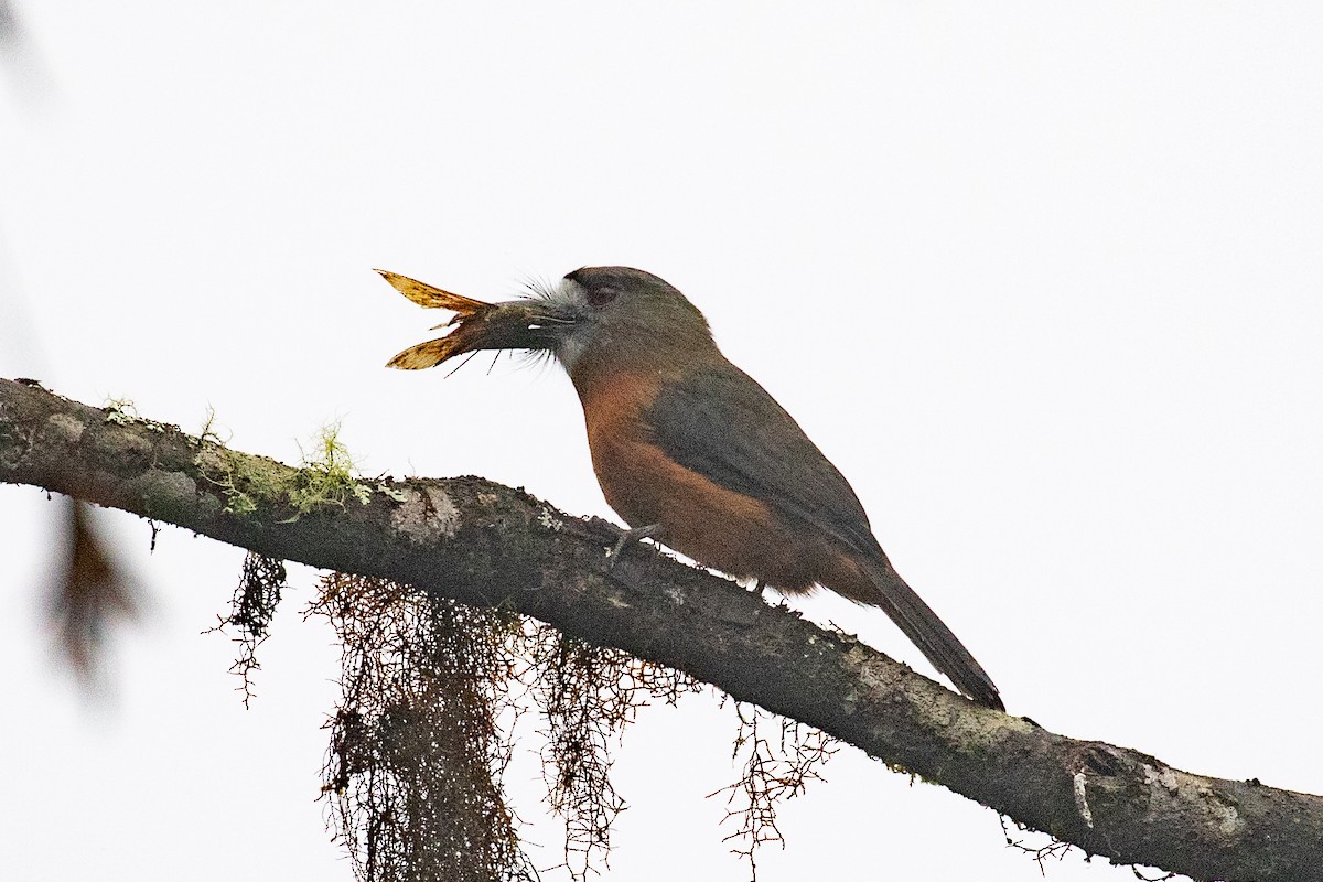 White-faced Nunbird - ML612972914